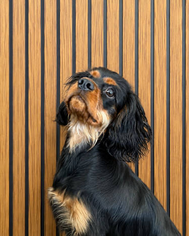 Duke, Director of Paw-tection at Airstream El Paso